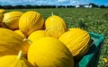 Alerta alimentaria : El aumento de notificaciones en la UE amenaza el comercio con Marruecos