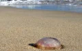 Alerta en Assilah : Medusas ahuyentan turistas y amenazan la economía local