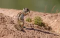 Alerta en Canarias : La ardilla bereber invade y amenaza la biodiversidad insular