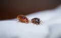 Alerta en Casablanca : Operativo contra chinches de cama y plagas urbanas
