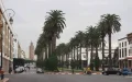 Alerta ecológica en Marruecos : La invasión de palmeras extranjeras amenaza la biodiversidad local