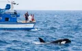 Alerta en el Estrecho : Orcas atacan barcos pesqueros marroquíes y amenazan vidas