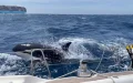 Alerta en el Estrecho : Orcas hunden velero frente a Marruecos y desatan preocupación