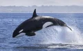 Alerta en el Estrecho : Orcas intensifican ataques a embarcaciones frente a Marruecos