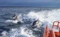 Alerta falsa : Las supuestas orcas de M'diq son delfines inofensivos, confirman expertos