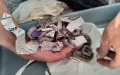 Alerta en Marrakech : Decomisan cientos de reptiles exóticos en intento de tráfico ilegal