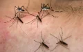 Alerta en Marrakech : Plaga de mosquitos amenaza el turismo de Fin de Año