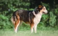 Alerta en Marruecos : El Aïdi, perro autóctono del Atlas, en peligro por tráfico ilegal