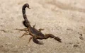 Alerta en Marruecos : Escasez de antídotos contra picaduras y mordeduras en plena ola de calor