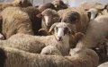 Alerta en Marruecos : Estafas y engaños en la venta de corderos para el Eid al-Adha