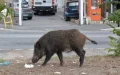 Alerta en Marruecos : Jabalíes invaden ciudades entre Ahfir y Berkane