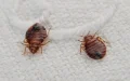 Alerta en Marruecos : Medidas preventivas contra chinches de cama y llamado a la calma