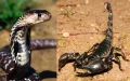 Alerta en Marruecos : Ola de calor desata invasión de escorpiones y serpientes