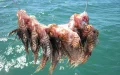 Alerta en Marruecos : El pez león invasor amenaza el ecosistema marino mediterráneo