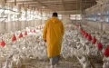 Alerta en Marruecos : El precio del pollo se dispara antes del Ramadán