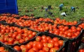 Alerta en Marruecos : El precio del tomate se dispara ante la llegada del Ramadán