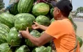 Alerta en Marruecos : El precio de la sandía se dispara a 10 dirhams por kilo
