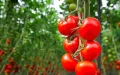 Alerta en Marruecos : Virus ToBRFV amenaza cultivos de tomate y obliga a diversificar