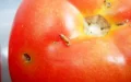 Alerta en Marruecos : El virus 'Tuta Absoluta' amenaza la producción de tomates