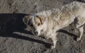 Alerta en Melilla : Detectan rabia en perro marroquí y urgen vacunación