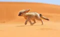Alerta naranja : Marruecos se enfrenta a temperaturas extremas de hasta 46°C