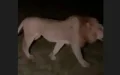 Alerta en Ouarzazate : ¿El León del Atlas acecha de nuevo ? Pánico y misterio en Marruecos