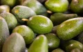 Alerta sanitaria : Aguacates importados de Marruecos y Perú superan límites de residuos en España