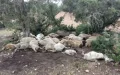 Alerta sanitaria en Al Haouz : Misteriosa enfermedad diezma rebaños y preocupa a ganaderos
