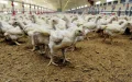 Alerta sanitaria : China veta aves marroquíes por brote de Newcastle