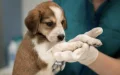 Alerta sanitaria : Confirman rabia en cachorro marroquí introducido ilegalmente en Francia