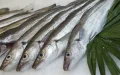 Alerta sanitaria : España retira pescado marroquí por riesgo de Anisakis