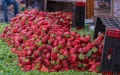 Alerta sanitaria : Fresas marroquíes con hepatitis A interceptadas en el puerto de Bilbao