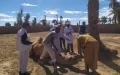 Alerta sanitaria en Marruecos : Enigmática enfermedad diezma camellos en Zagora