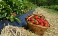 Alerta sanitaria : Marruecos investiga fresas con hepatitis A exportadas a España
