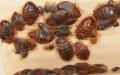 Alerta sanitaria : Marruecos refuerza controles fronterizos ante brote de chinches en Francia