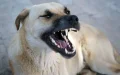 Alerta sanitaria en Melilla : Segundo perro rabioso detectado en la frontera con Marruecos
