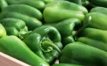 Alerta sanitaria : Pimientos marroquíes con pesticidas tóxicos invaden el mercado europeo