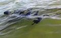 Alerta sanitaria : Ríos de aguas residuales industriales invaden playas turísticas de Tánger