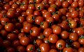 Alerta sanitaria en tomates : La verdad detrás del rumor