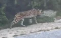 Alerta en Tánger : El serval fugitivo regresa a casa tras dos semanas de búsqueda