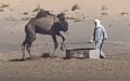 Alerta turística : PETA denuncia maltrato brutal a camellos en Marruecos
