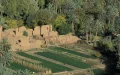 Alerta en Zagora : El tráfico ilegal de palmeras amenaza el ecosistema marroquí