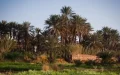 Alerta en Zagora : El tráfico ilegal de palmeras amenaza los oasis marroquíes