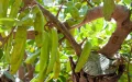 El algarrobo marroquí : la apuesta de viticultores occitanos contra la sequía