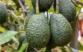Desarticulan red de fraude millonario que engañaba a peregrinos con falsas inversiones en divisas y oro