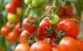 Argelia desafía el dominio marroquí en la exportación de tomates