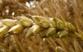 Argelia supera a Marruecos en producción de trigo : cambio en el panorama agrícola africano