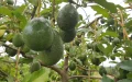 El auge del aguacate en Marruecos : Exportador líder e importador creciente