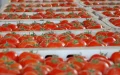 Bruselas calcula cuánto podrían costar las nuevas normas a los tomates marroquíes : 195.000 toneladas