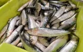 Cambio climático impulsa migración masiva de sardinas en costas marroquíes